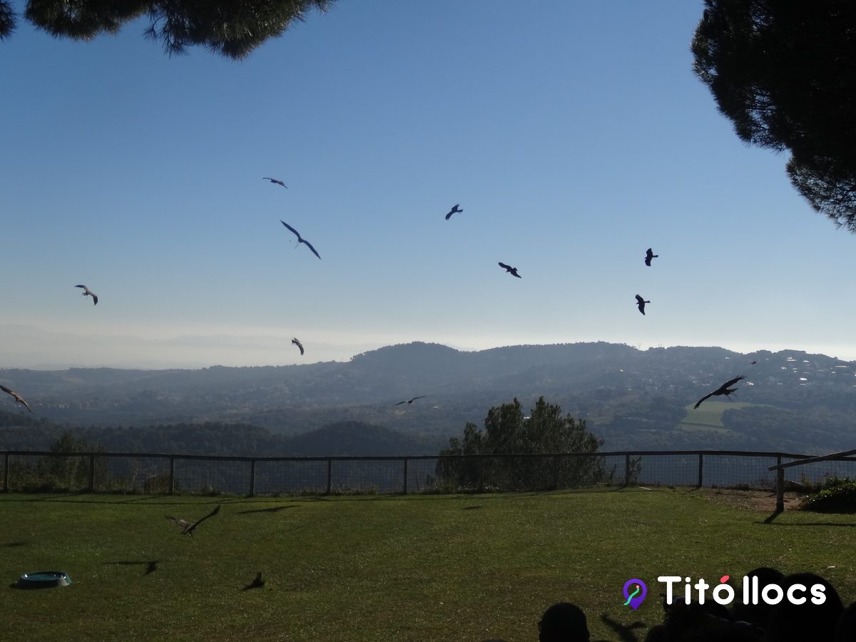 Rapinyaires volant sobre la vall des del mirador del Cim d'Àligues