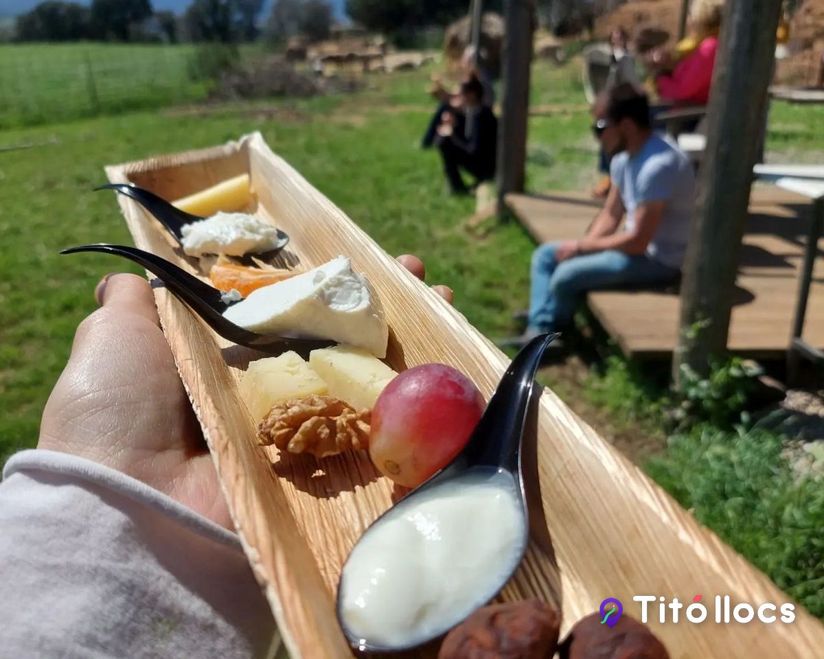 Degustació de làctics d'ovella al final de la visita a Mas Casas