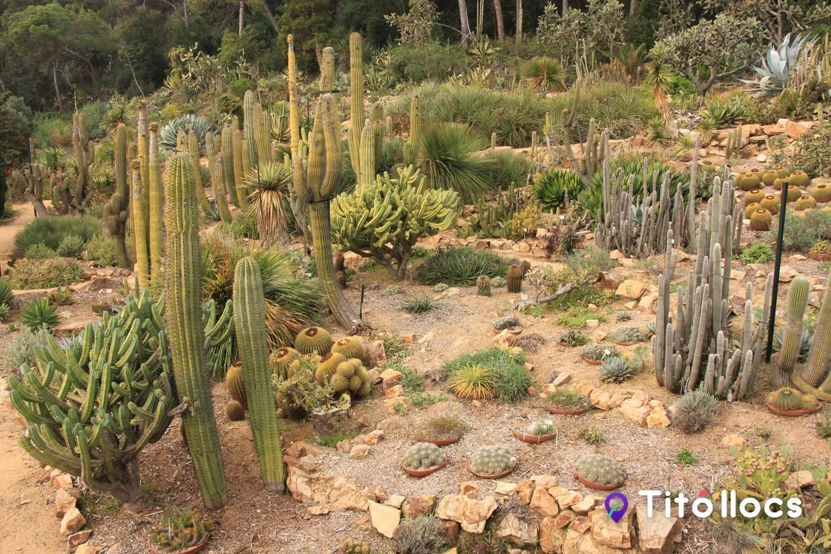 Cactus i plantes crasses del jardí, a Marimurtra
