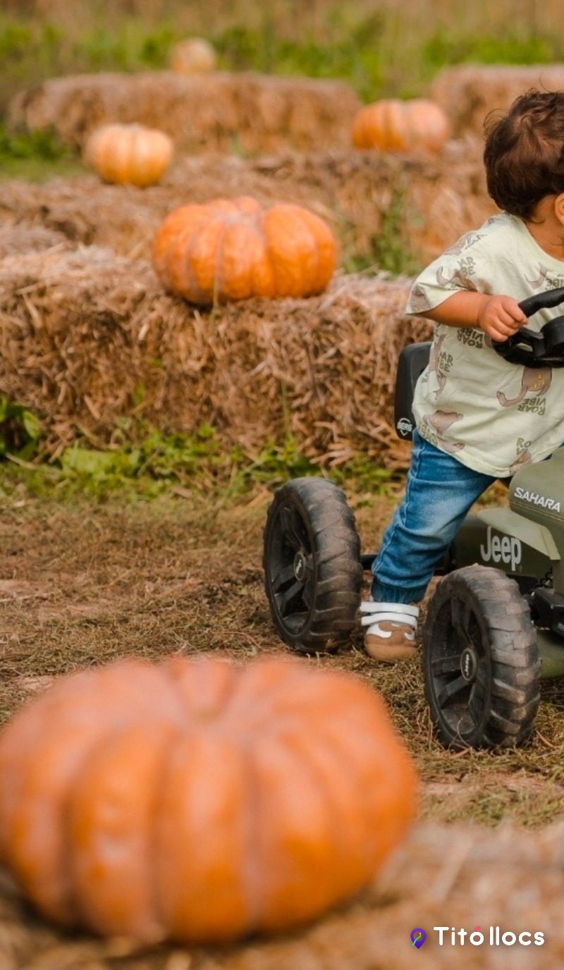 Un nen amb un tractor de joguina entre les fileres de carabasses