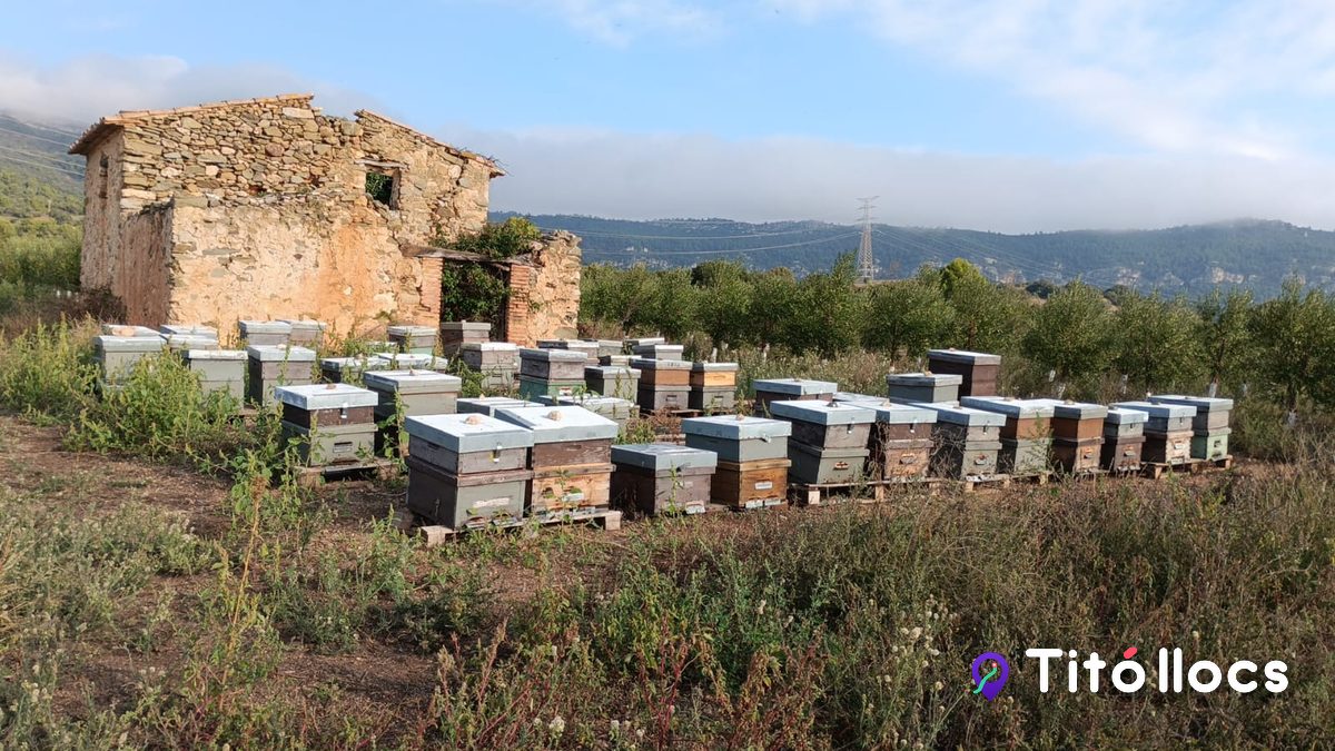 Mel i productes apícoles a la botiga de Mel el Remei, Alcover