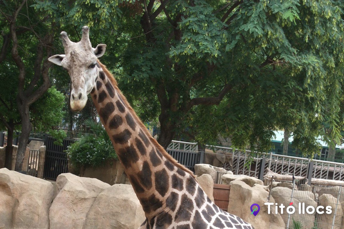 Zoo de Barcelona, Girafes, hipopòtams i elefants al cor de Barcelona