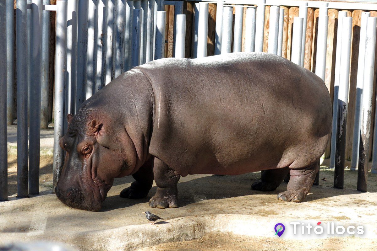 Un hipopòtam camina vora la bassa del Zoo de Barcelona