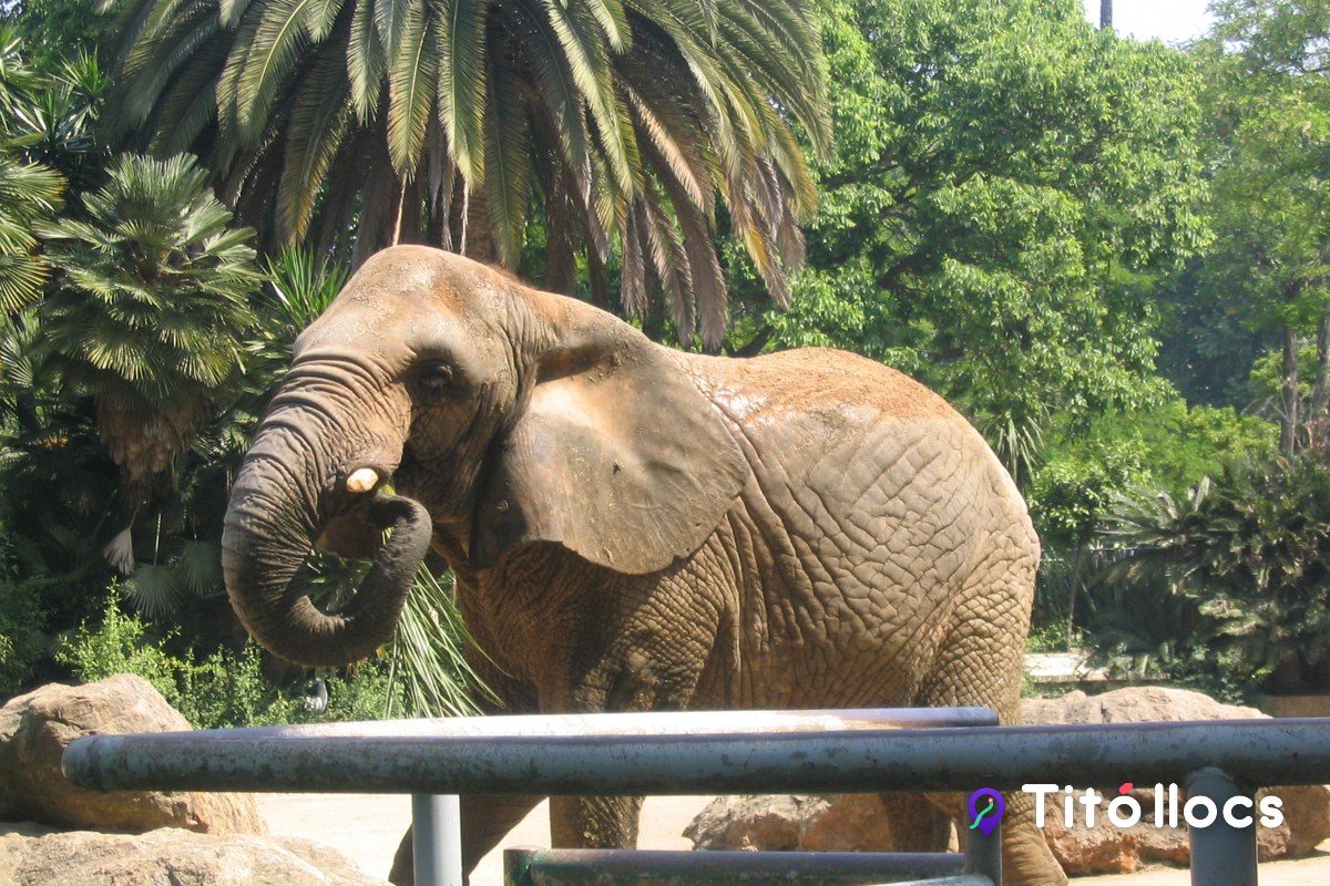 Un elefant amb la trompa enlaire a la instal·lació del zoo