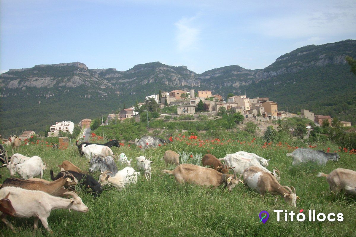Formatges Artesans La Vall del Brugent, Formatge de pastor fet a la Vall del Brugent