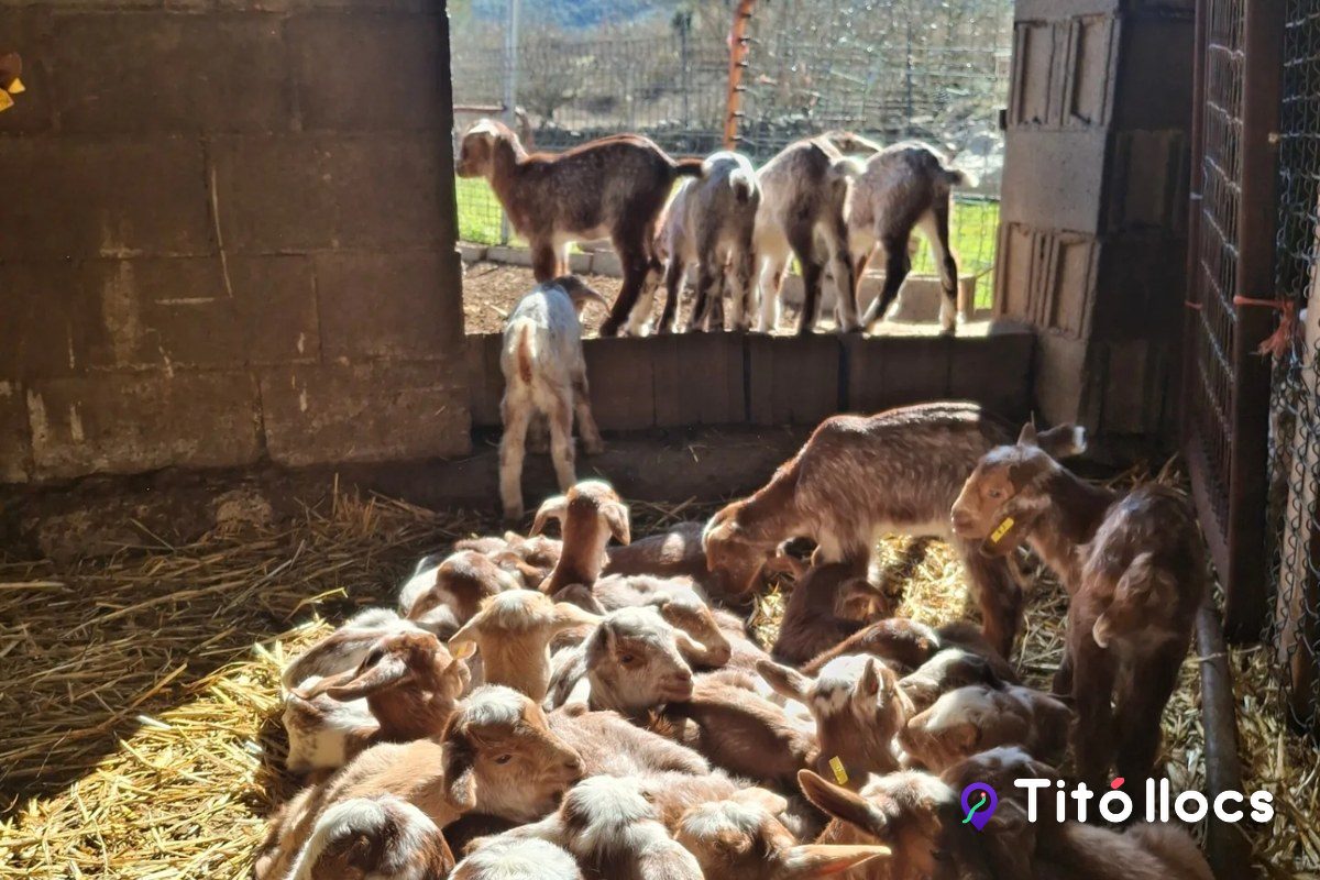 Les cabres del ramat arrecerades al corral de la formatgeria