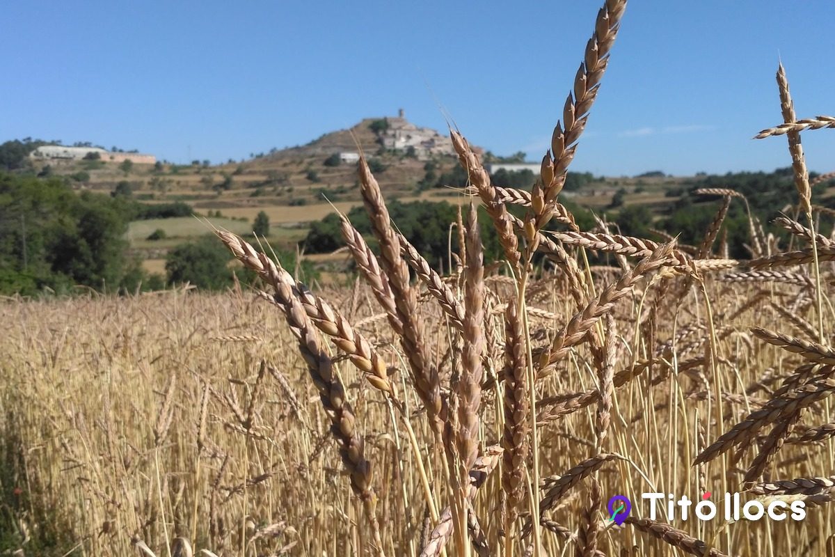 Can Mestre, Agricultura Ecològica, Del camp de blat a la farina, amb el molí de pedra