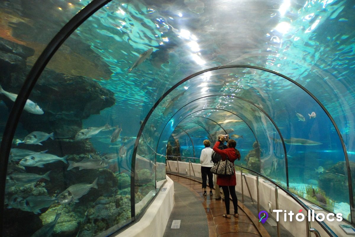 El túnel de metacrilat que travessa l'oceanari amb els visitants a dins