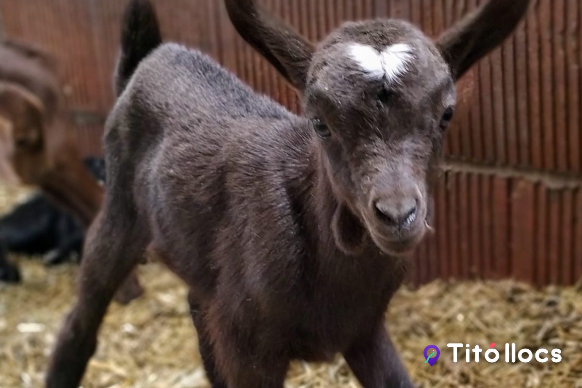 Un cabrit petit dins el paller de la granja Aubagueta