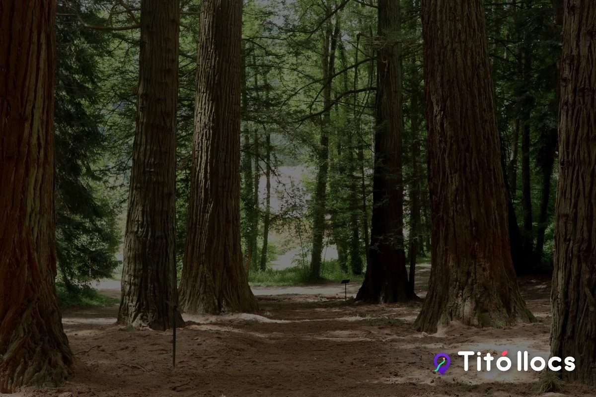 El sender entre les sequoies de l'arborètum de Masjoan, a les Guilleries
