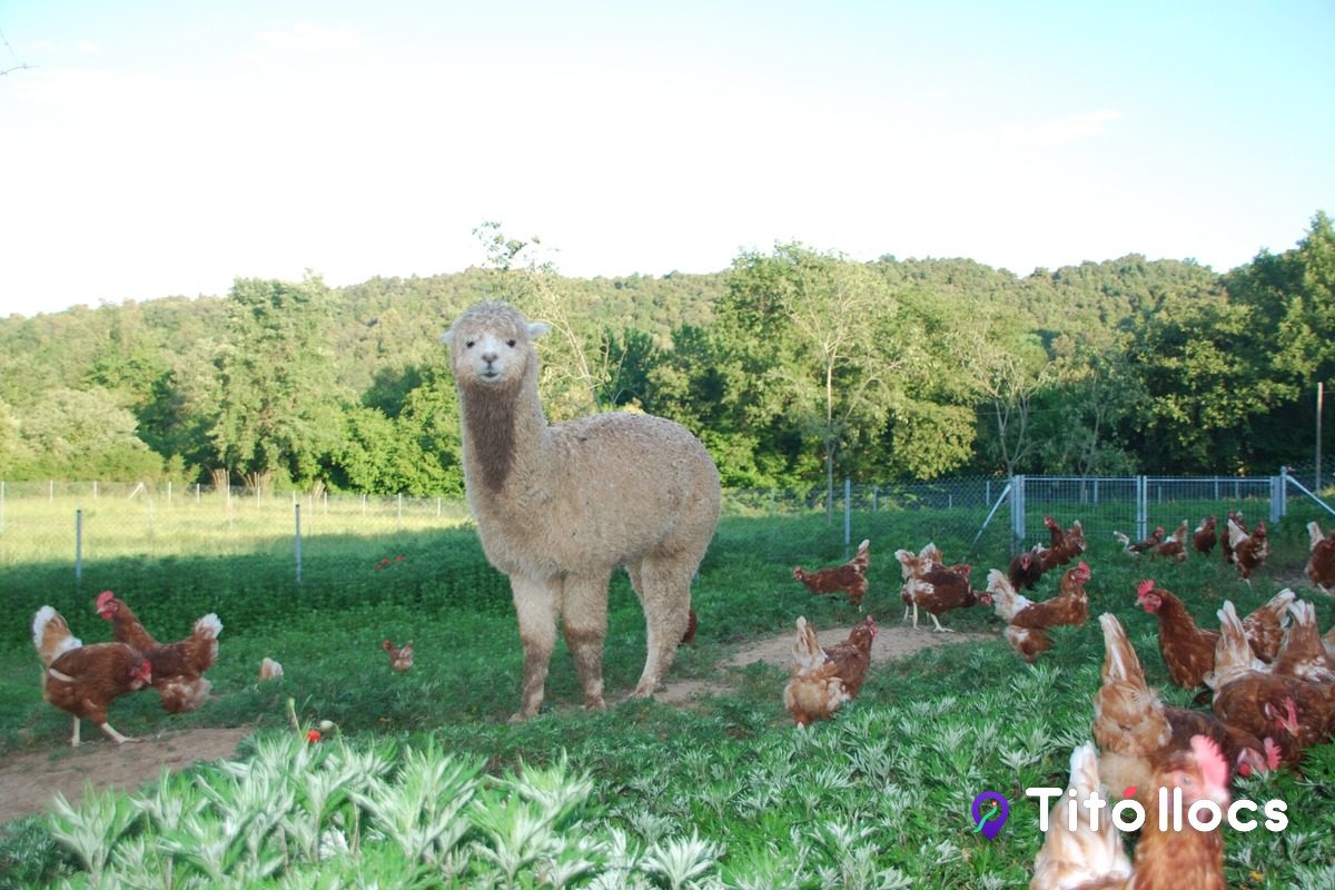 Mas Castanyer, Gallines que viuen amb dues alpaques guardianes