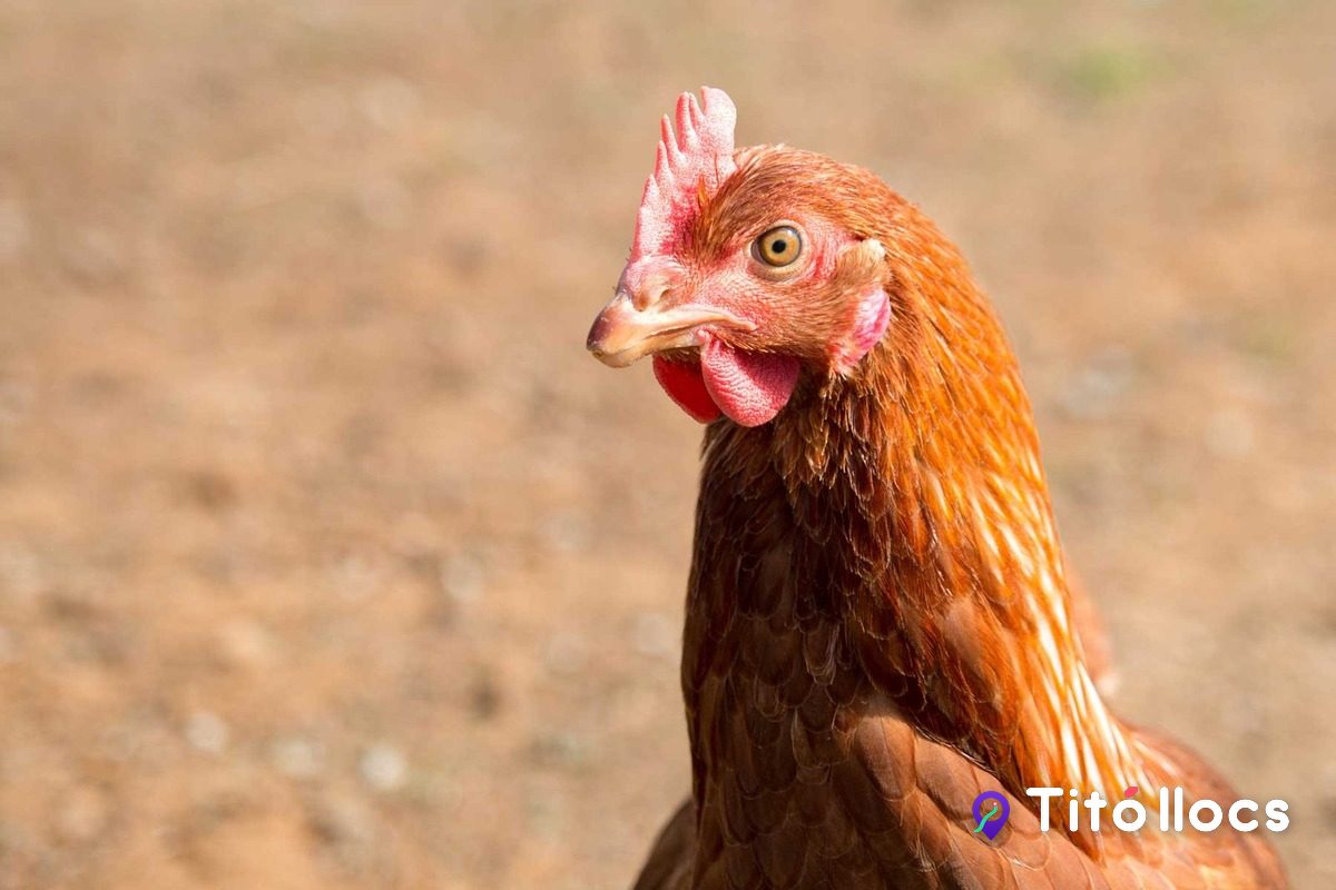 Primer pla d'una gallina rossa de Mas Castanyer, a la Garrotxa