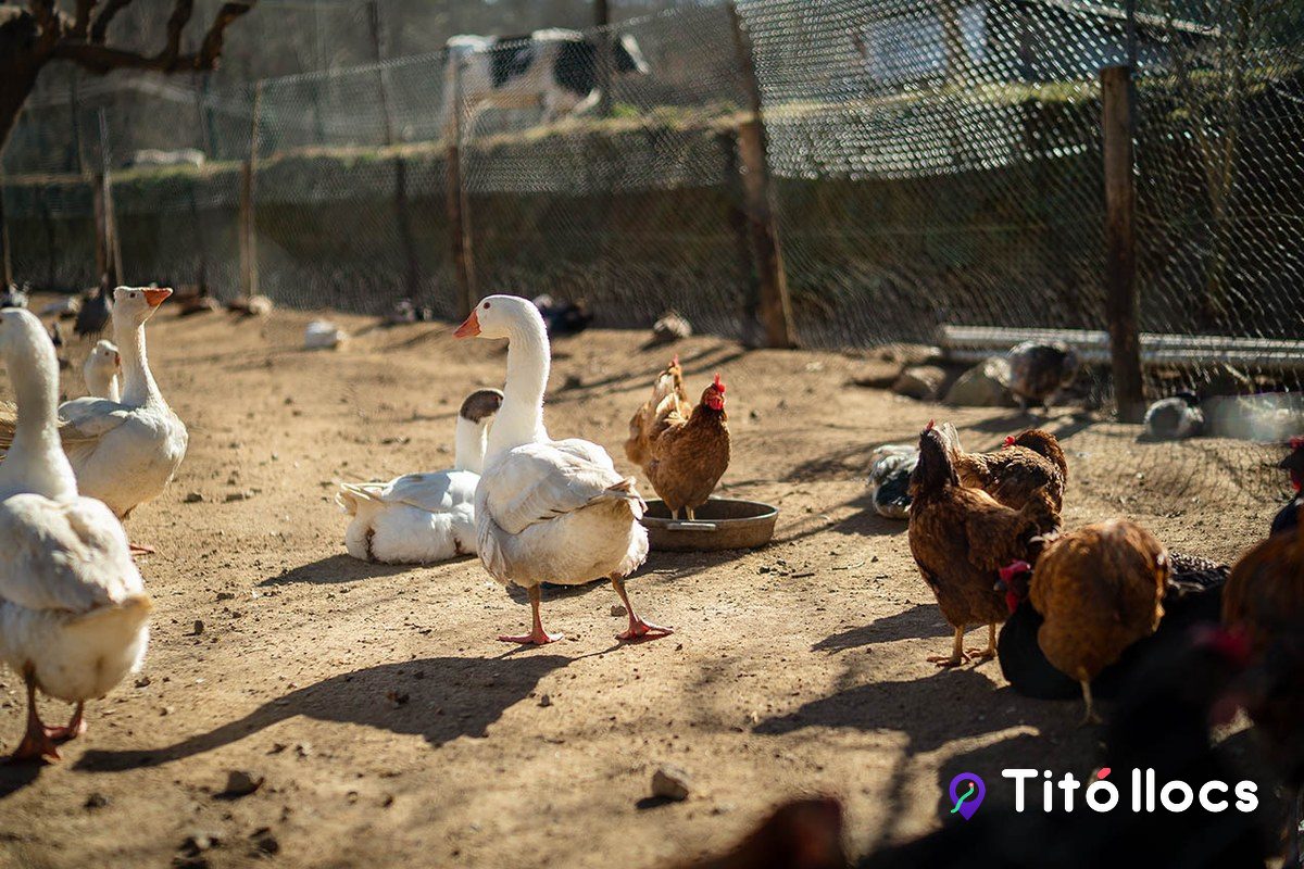Gallines i oques al corral de la granja de Can Plana, a Vallgorguina