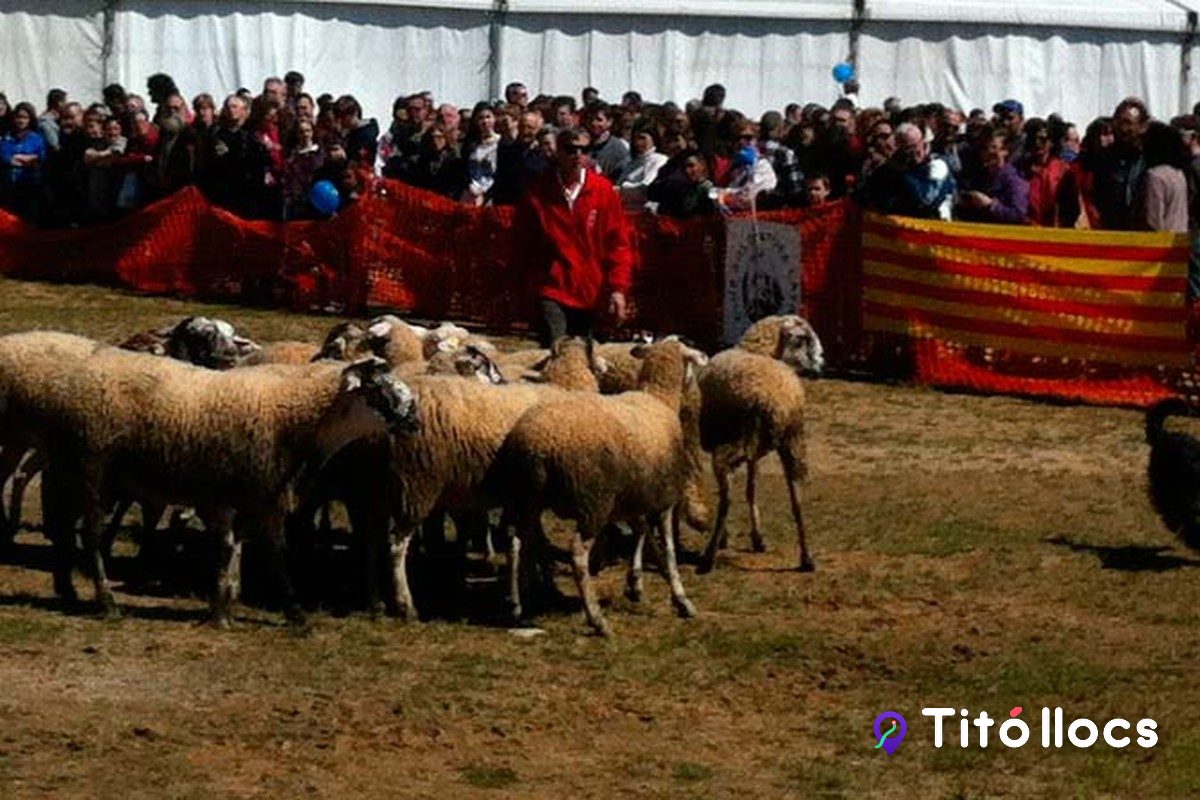 Exhibició de conducció d'ovelles amb gossos d'atura català del Lluçanès davant de públic