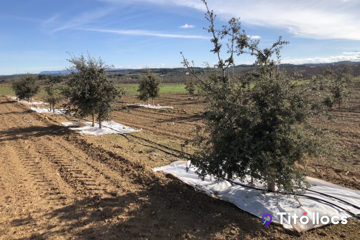 Plantació demostrativa de roures inoculats per produir tòfona negra, estudiada pel CTFC