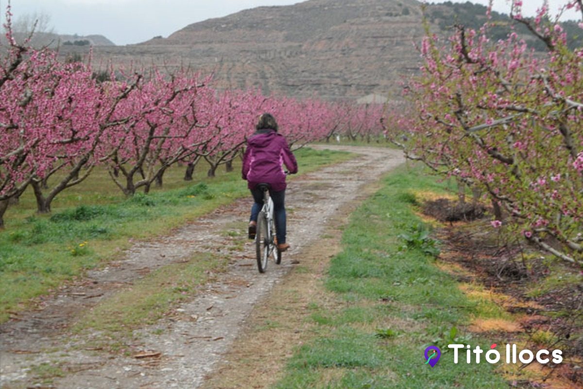 Una ciclista recorre un camí de terra entre presseguers florits a Aitona