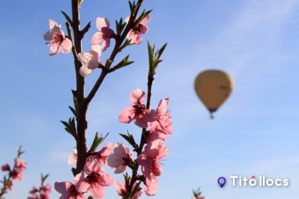 El mar rosa de la floració d'Aitona vist des d'un camí entre fruiters