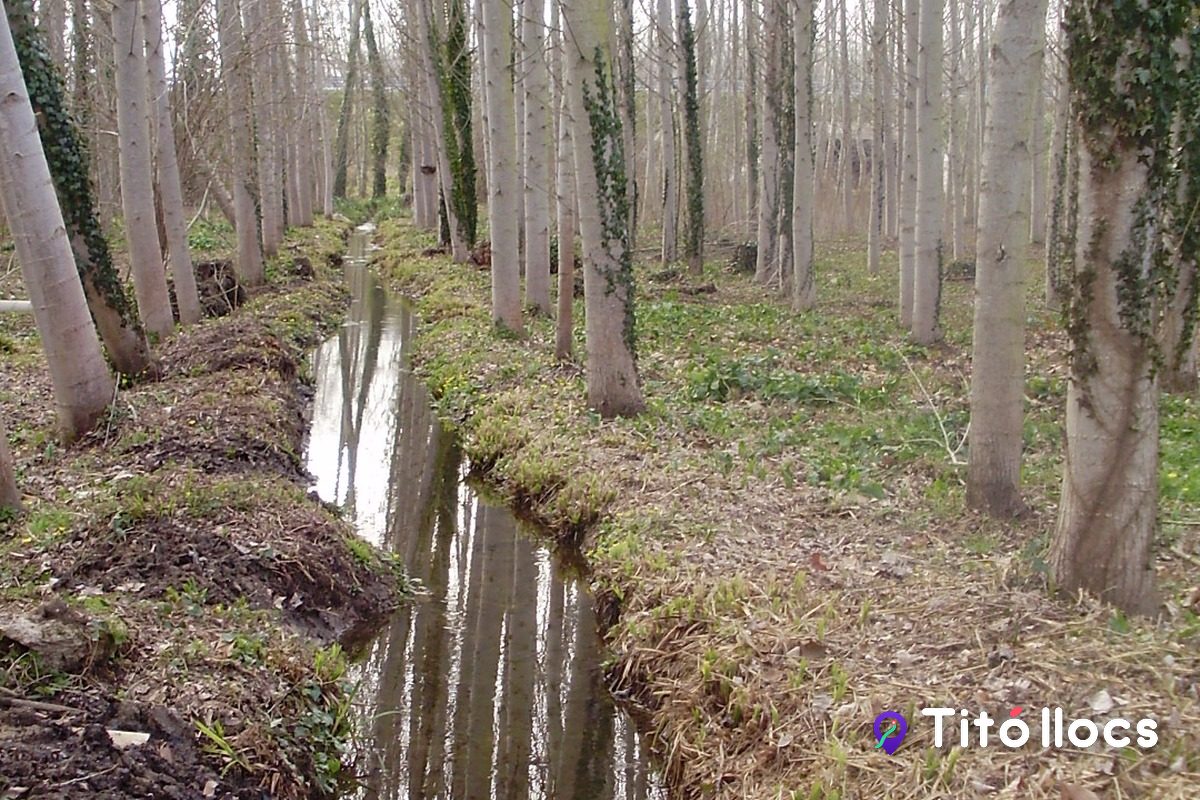 El paisatge de les Deveses de Salt, amb arbres de ribera i les séquies entre horts