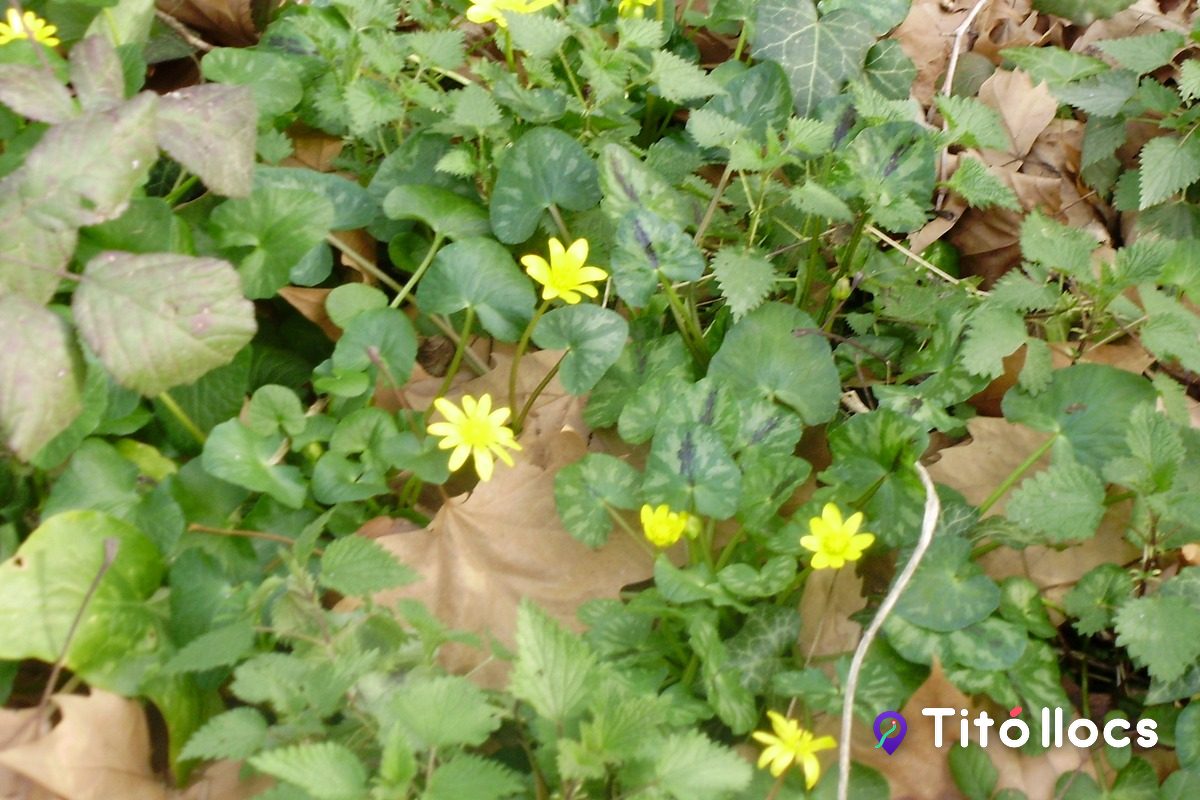 Creixens i flors grogues en una séquia de les Deveses de Salt, on hi ha les hortes