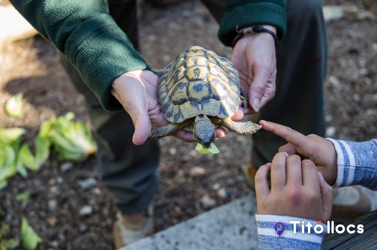 CRARC - Centre de Recuperació d'Amfibis i Rèptils de Catalunya, Un hospital de tortugues i rèptils a Masquefa