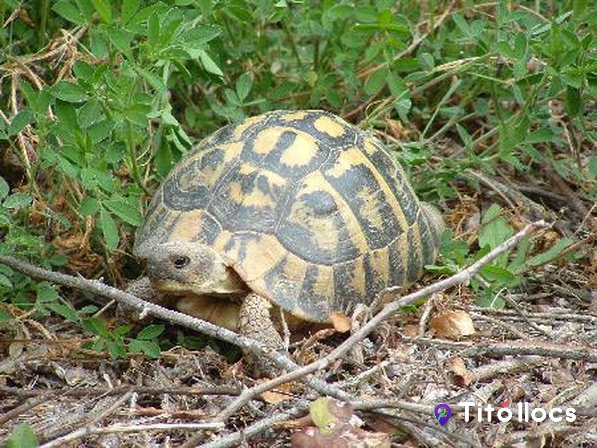 Una tortuga mediterrània entre la vegetació, al CRARC