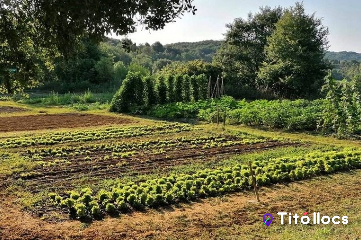 Sembra d'enciams a l'hort de L'Aixadell, a les Planes d'Hostoles