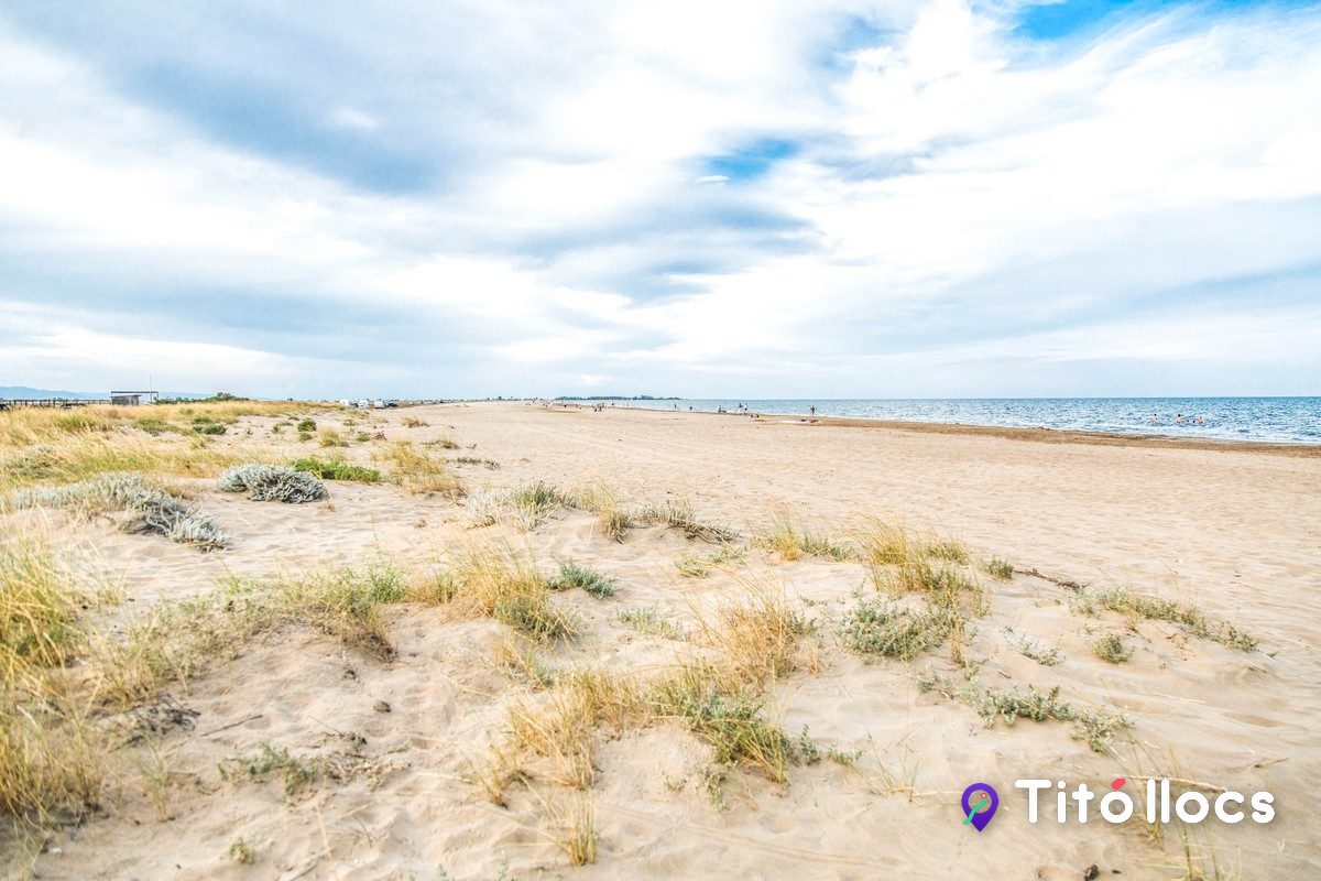 Platja verge del Trabucador amb el cordó dunar i la sorra fina, al Delta de l'Ebre