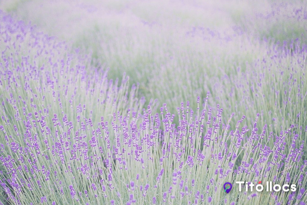 Fileres de lavanda vera del camp de Mas Sampera, en flor d'estiu