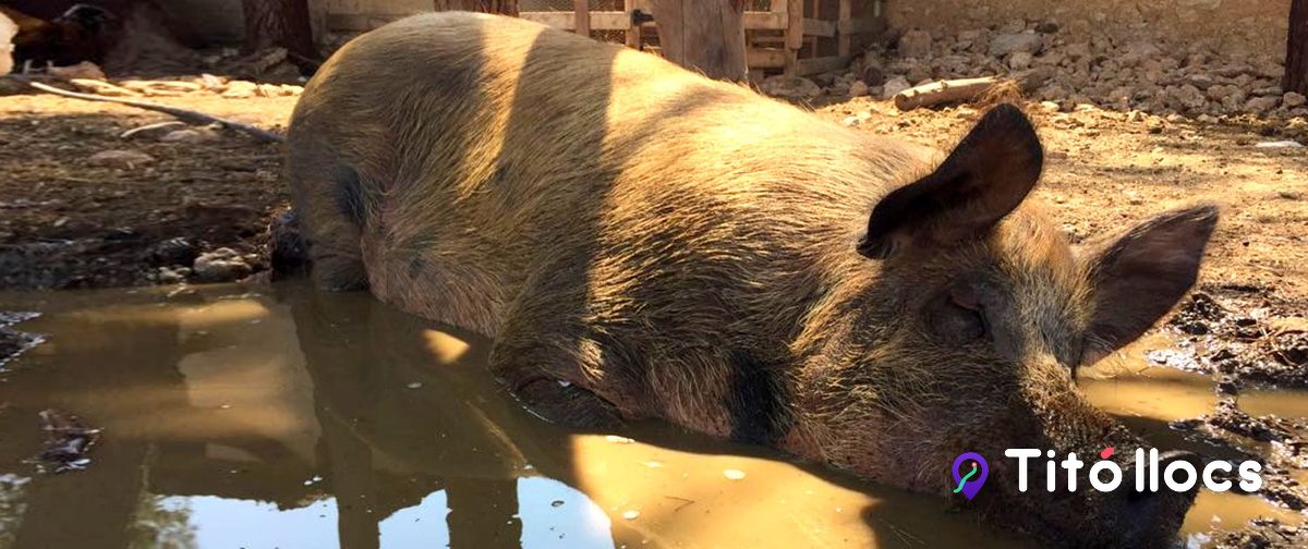 Món La Bassa, Santuari d'animals rescatats al Vendrell