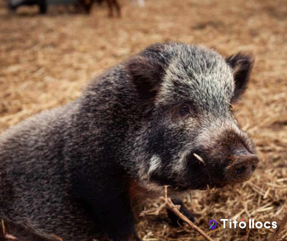 Un senglar del santuari d'animals rescatats Món La Bassa, al Vendrell