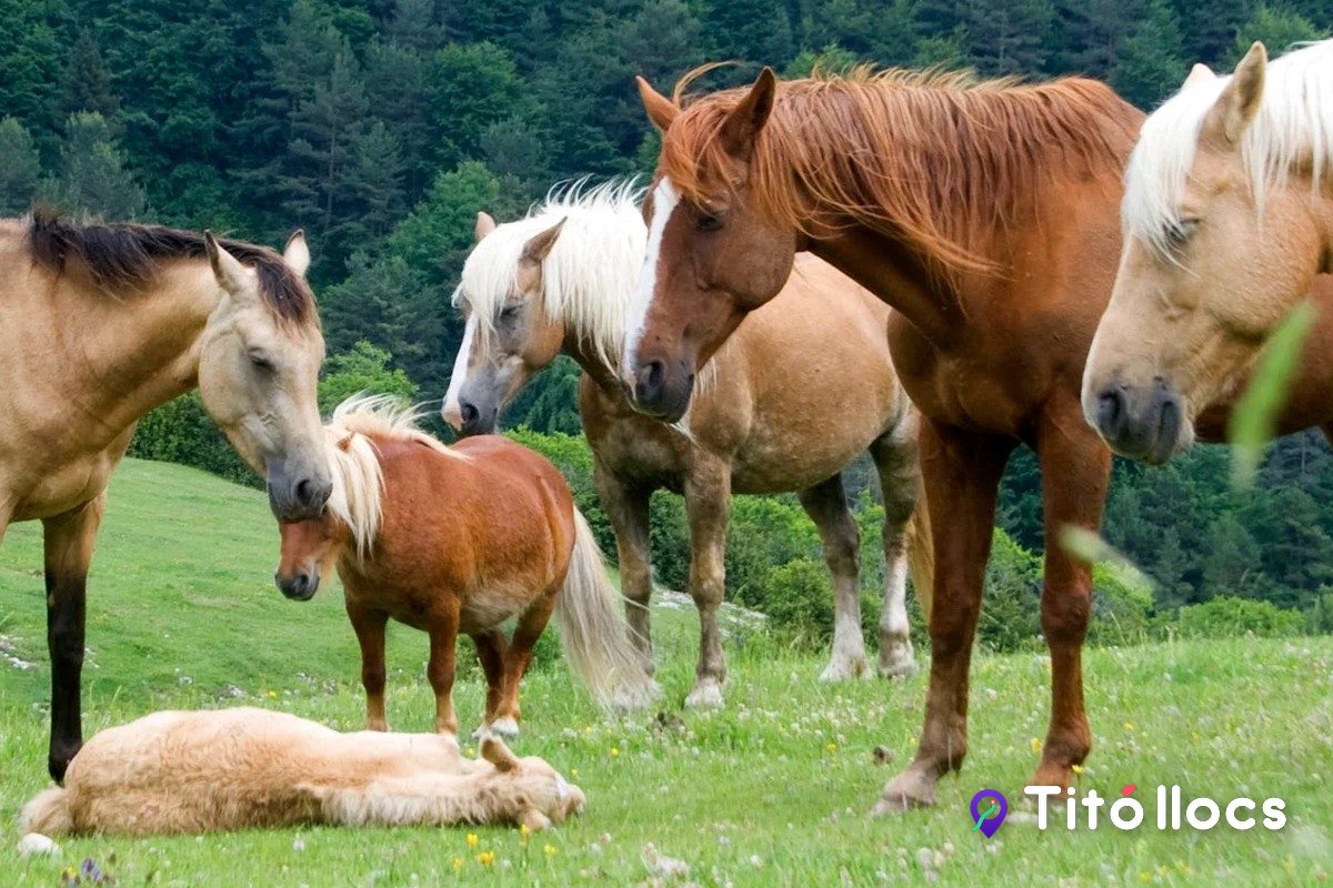 Fundació Miranda, Cavalls rescatats que viuen lliures al Parc del Garraf