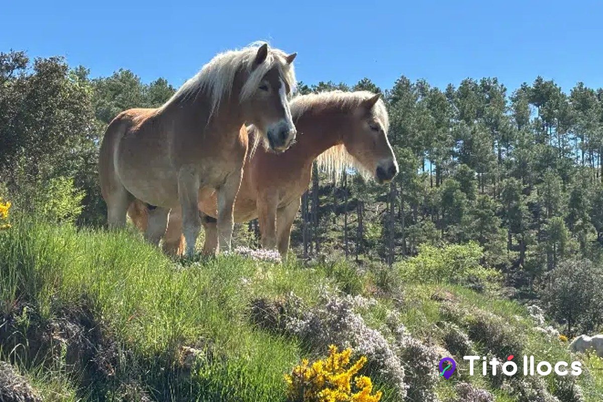 Dos cavalls damunt d'un turó amb pins, als espais de la Fundació Miranda