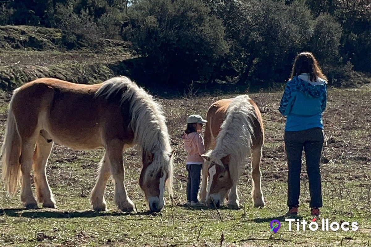 Ponis pasturant amb una família que els observa, a les activitats de la Fundació Miranda
