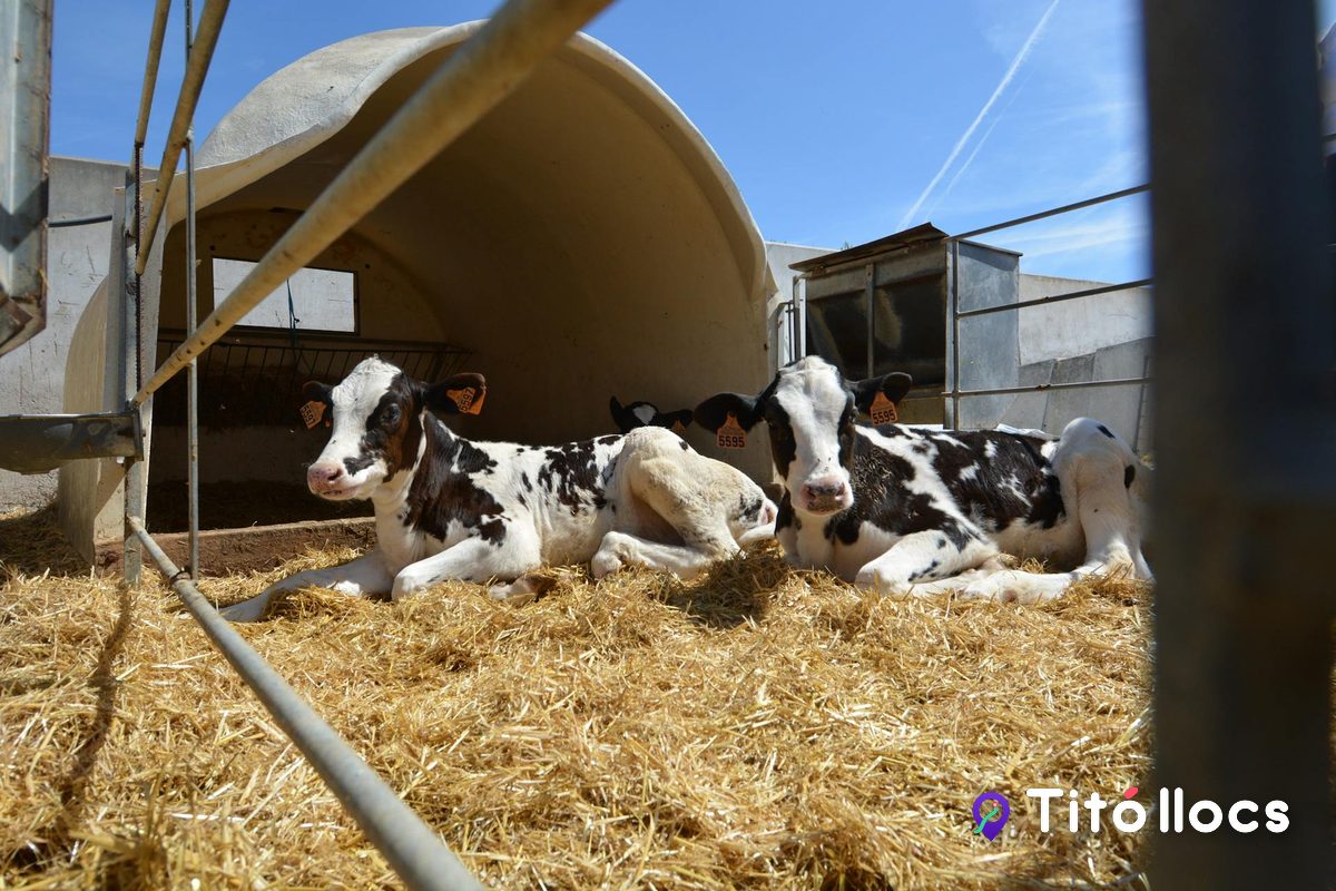 Granja Can Ribas, Granja lletera amb visites per a famílies i escoles