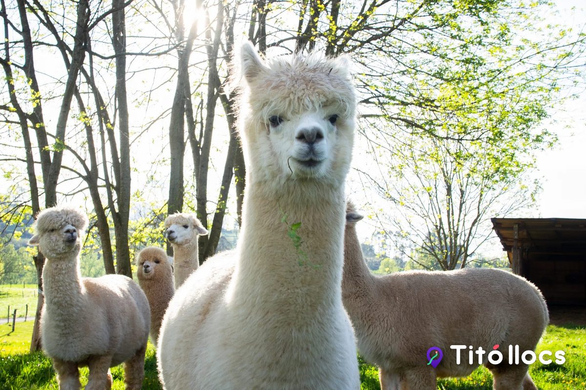 Alpaca Pirineu, La primera granja d'alpaques de Catalunya, a Enviny