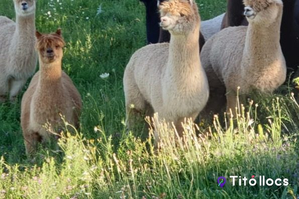 Alpaques de tots els colors esperant menjar, a Alpaca Pirineu