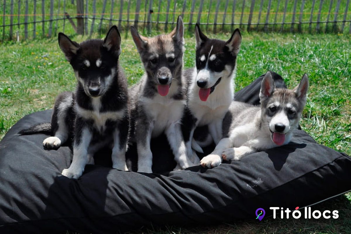 Cadellada de huskies al kennel, a Cau de Llops