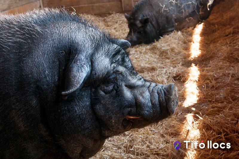 Un porc negre entre el fenc, a Les Pedreres