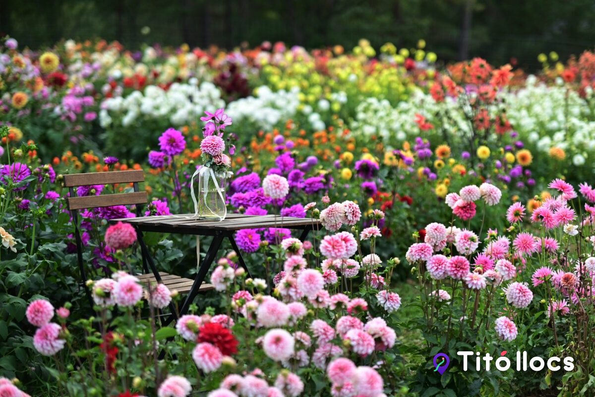 Taula de fusta amb flors de dàlia al mig del camp florit, a Tulipmania de Saldes