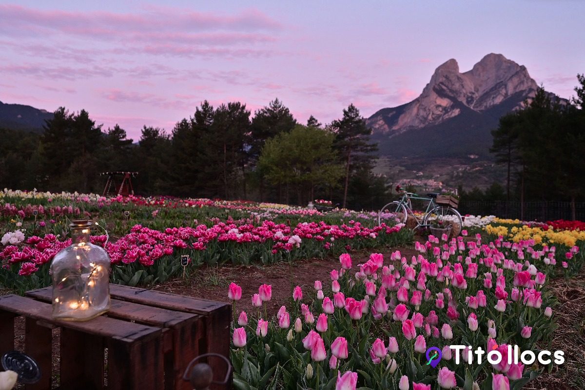 Fileres de tulipes amb una bicicleta i el Pedraforca de fons, a Tulipmania de Saldes