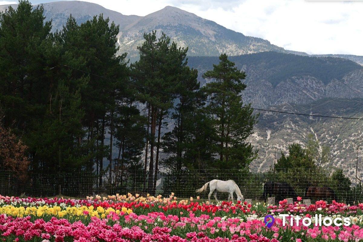 Camp de tulipes amb un cavall blanc i la serra al darrere, a Tulipmania de Saldes