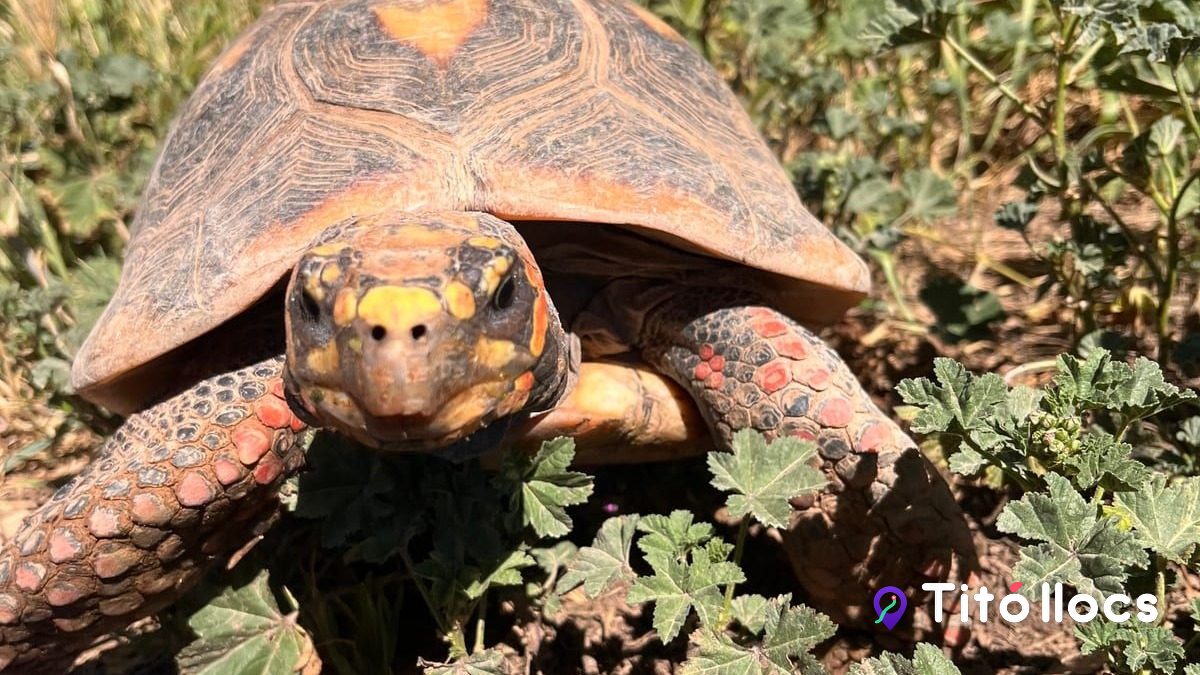 Una tortuga carbonera entre la vegetació, a Granja Natura
