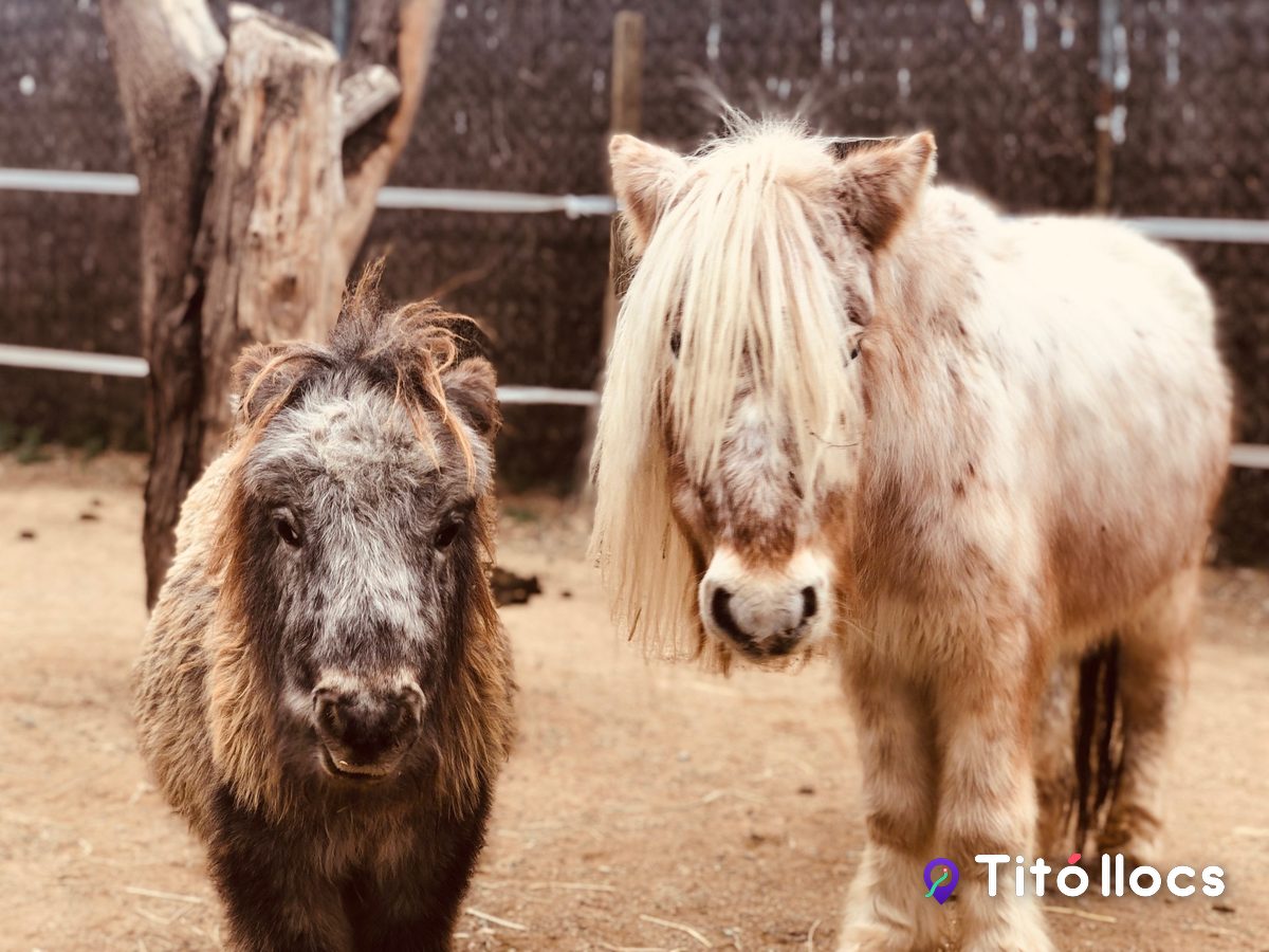 Dos ponis de crinera llarga darrere la tanca de filferro del refugi, a Botarell