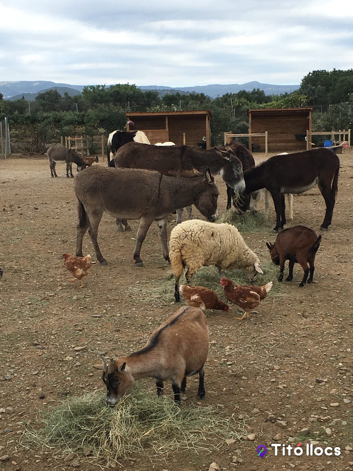 Rucs, cabres, ovelles i gallines a la zona dels corrals del refugi, amb la muntanya al fons, a Botarell