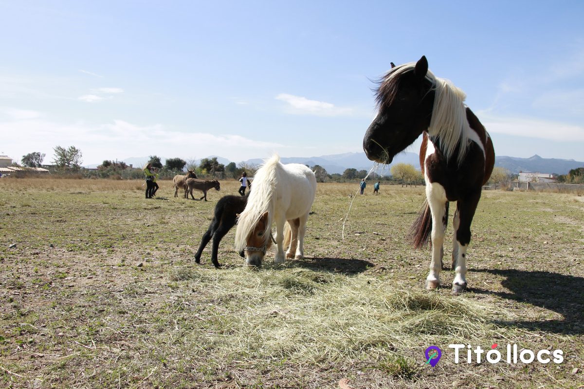Cavalls i ponis menjant fenc en un prat del refugi, amb la serra al fons, a Botarell