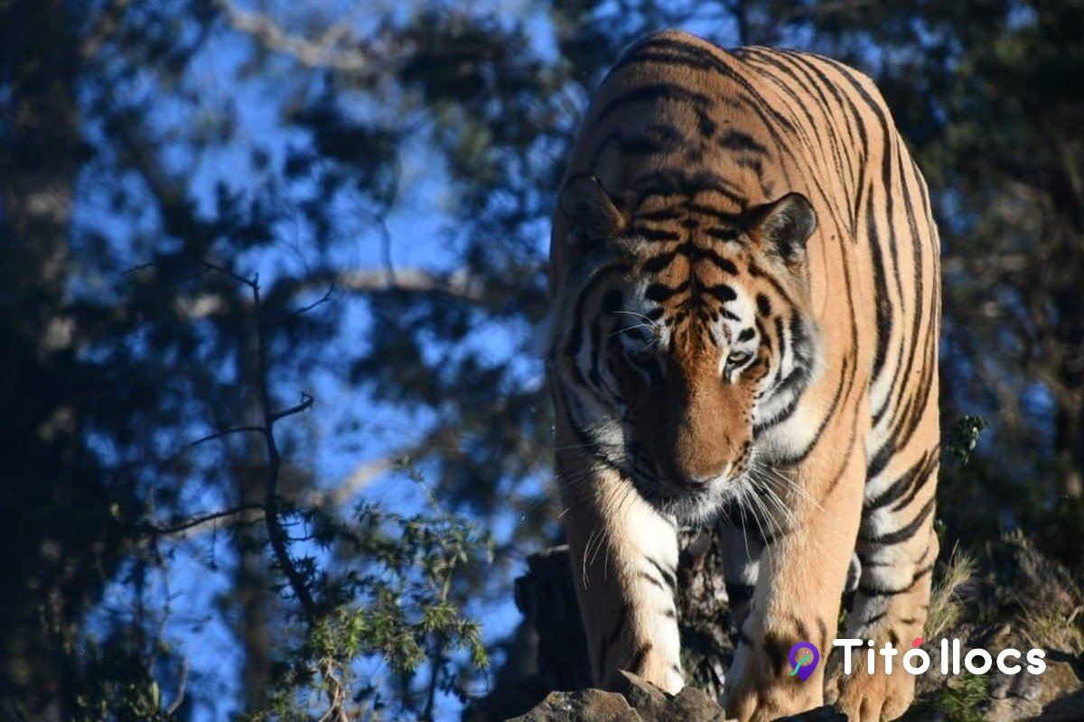 Un tigre de l'Amur caminant pel bosc, al parc EcoZonia
