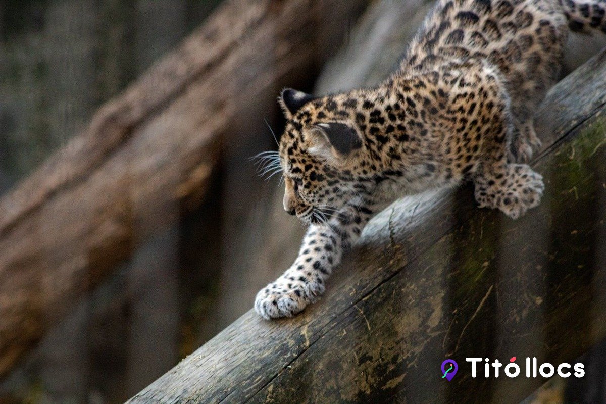 Un lleopard de l'Amur enfilar-se a un tronc, al parc EcoZonia