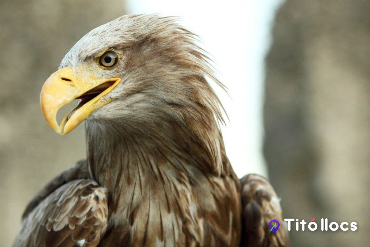 Una àguila de cua blanca, al parc EcoZonia