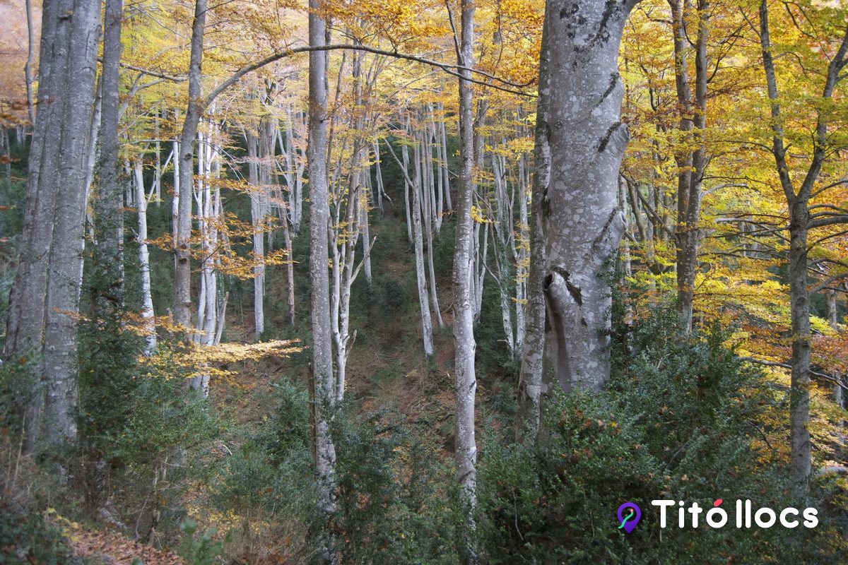 Fageda de la Grevolosa, Faigs de 300 anys amb catifa de fulles a la tardor