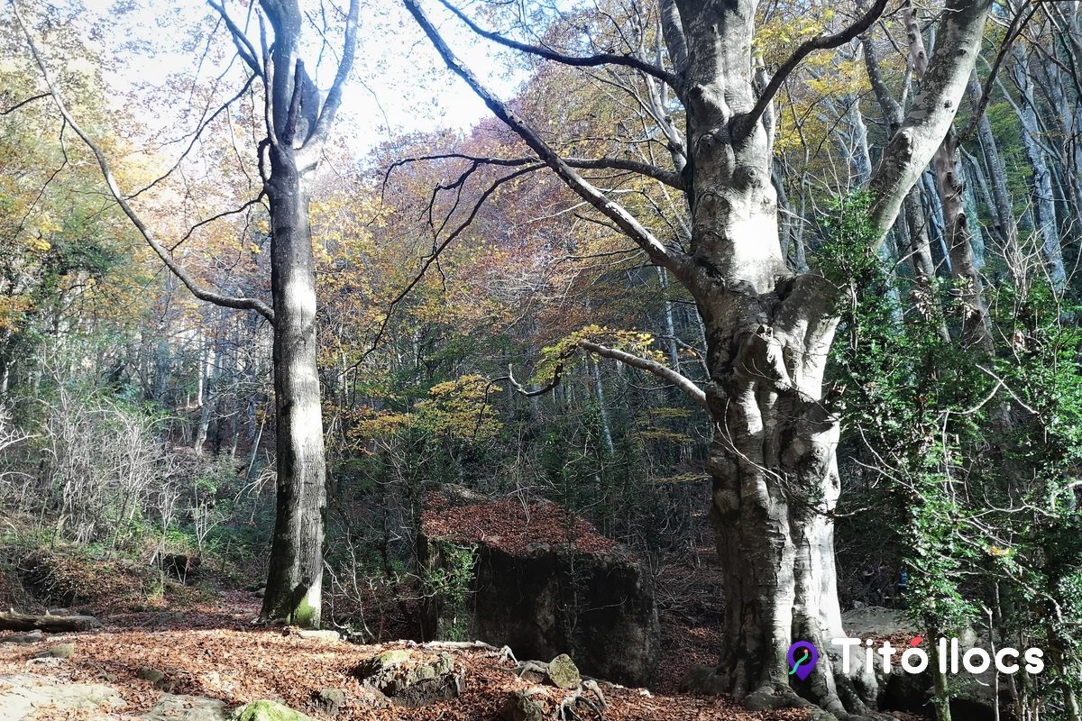 Faigs vells amb una carbonera de pedra entre els troncs a la Grevolosa